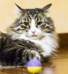 Fototapeta premium brown cat of siberian breed in the house