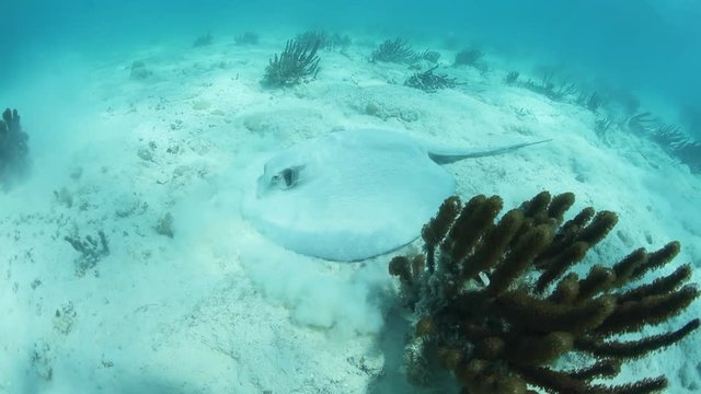 Caribbean Whiptail Stingray Feeding
