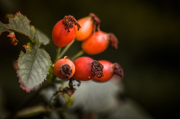 Rosa canina, commonly known as the dog-rose
