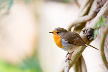 A little robin in the garden with green background. Redbreast. Rubecula Erithacus. 