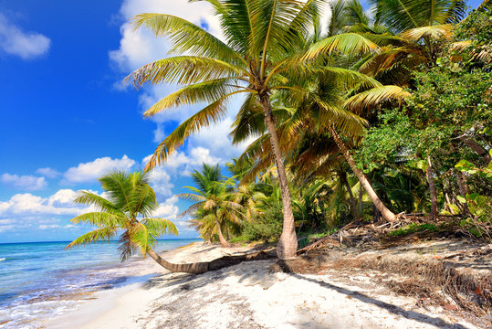 Tropical scenery. Beautiful palm beach with turquoise waters and white sand. Tropical vacations. Relaxing tropical holidays. Idyllic tropical scene. Saona Island, Dominican Republic