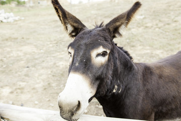 Brown donkey farm