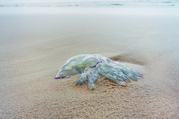 Qualle am Strand