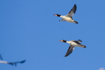 Pair of Common Mergansers Flying in a Blue Sky