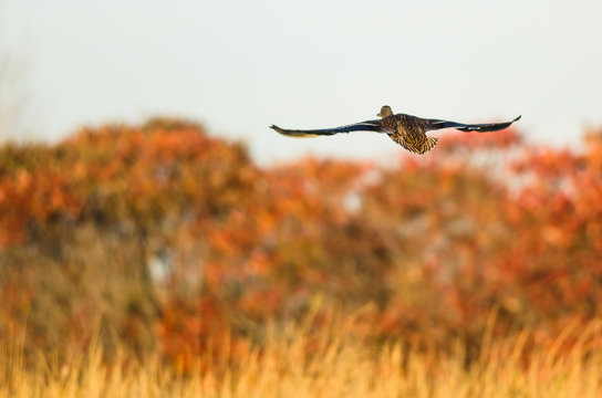 Mallard Duck Flying Over the Autumn Countryside