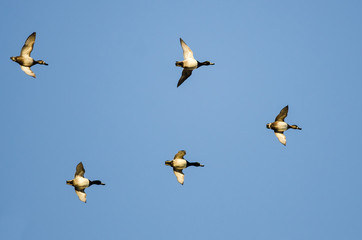 Flock of Ring-Necked Ducks Flying in a Blue Sky