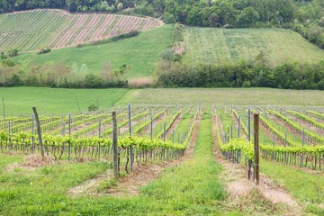 Fototapeta na wymiar Tuscany vineyard - San Gimignano