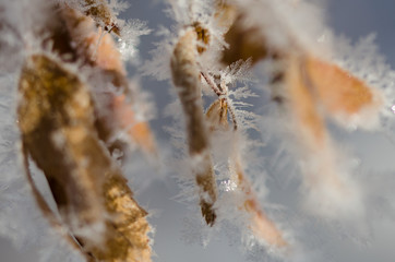 Icy Frost Crystals Clinging to the Frozen Winter Foliage