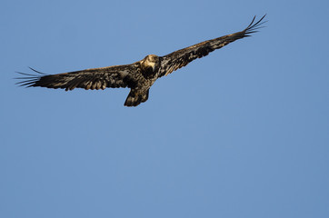 Young Bald Eagle Flying in the Blue Sky