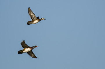 Wood Ducks Flying in a Blue Sky