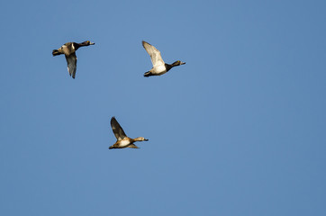 Three Ring-Necked Ducks Flying in a Blue Sky