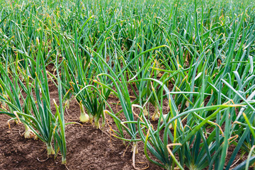 Organically grown shallot onions in open ground from close