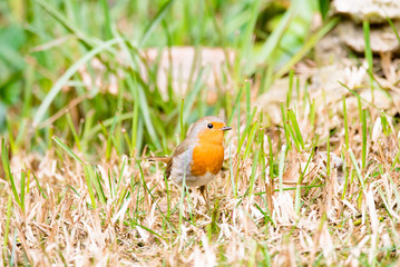 A little robin in the garden with green background. Redbreast. Rubecula Erithacus. 
