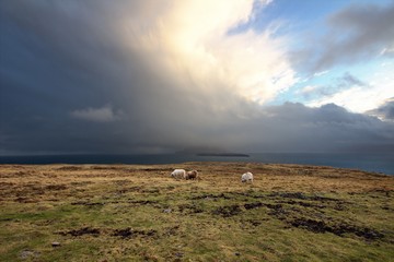 Wildlife in the Faroe Islands 