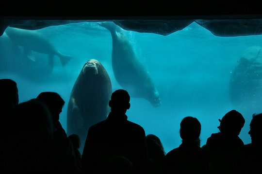 Walrus watching people