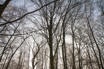 Trees covered with hard rime on a sunny winter day