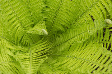 Background, texture. Green fern leaves, top view