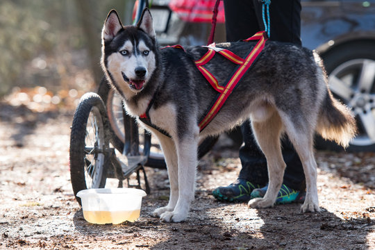 Sibirian Husky