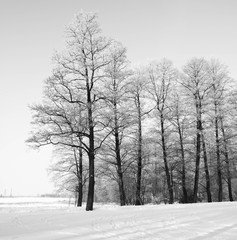 Fototapeta na wymiar Trees covered with hard rime on a sunny winter day