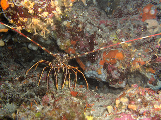 Beautiful red lobster between rocks in Croatia sea