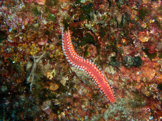 Obraz na płótnie Canvas Under water shot of beautiful nodibrachia sea slug