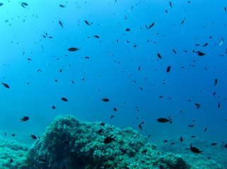 Fototapeta na wymiar Under water shot of shoal of fish or a lot of fish in croatia sea