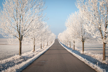 Winter landscape with road and trees