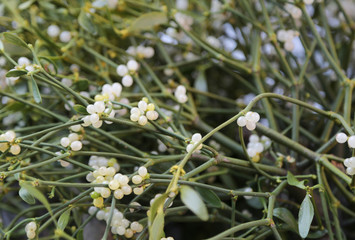 background of white berries of the mistletoe plant