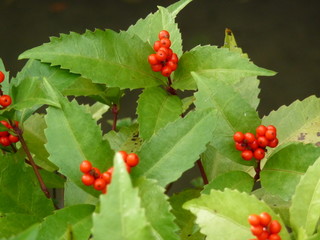 センリョウ(奈良県)