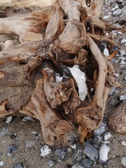 Baumwurzeln am Strand mit Steinen