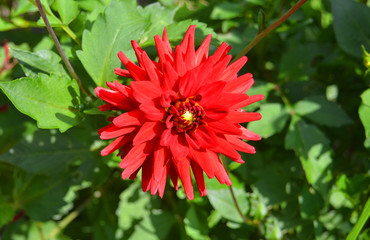 Beautiful dahlia flower