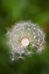 Closeup of dandelion on the wind, blurred green grass in background