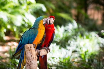 Parrots