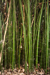 Tall bamboo plants