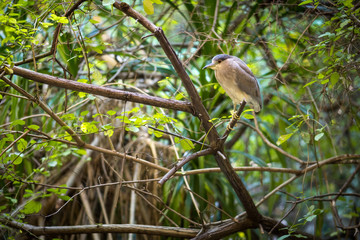 Fototapeta premium Birds