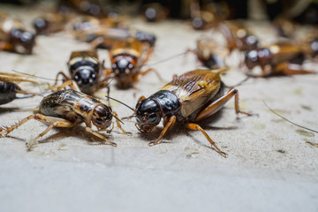 close up of Crickets in farm, For consumption as food And used as animal feed.