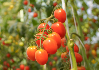 A bunch of red cherry tomato in a greenhouse