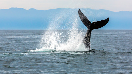 Fototapeta premium Whale swimming in Pacific Ocean, Gulf of California, Punta de Mita