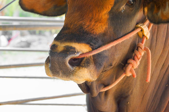 Closeup Shot Of A Cow Nose With Rope And Ring