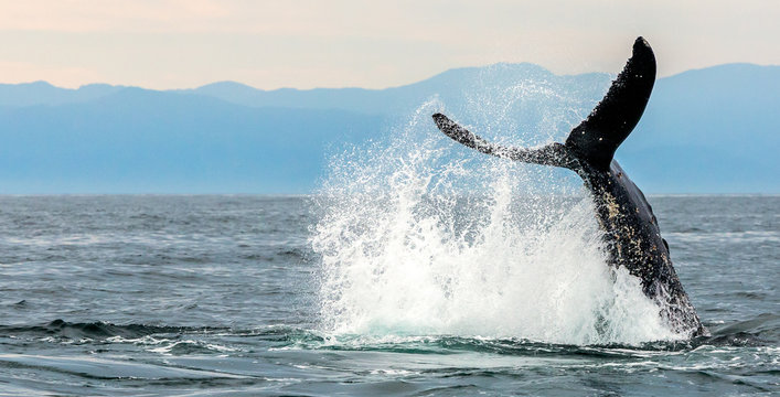 Whale swimming in Pacific Ocean, Gulf of California, Punta de Mita