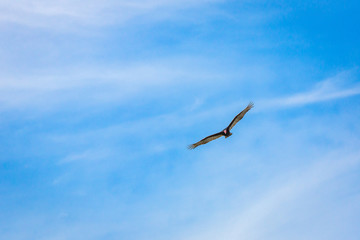 Fototapeta na wymiar Turkey Vulture Flying Near Punta Mita Mexico