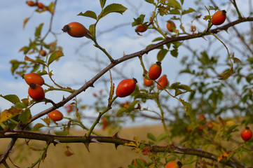 Organic wild food rosehip