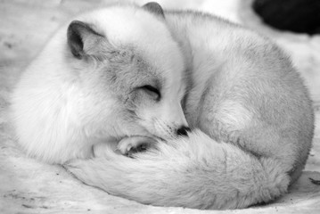 Arctic fox (Vulpes lagopus), also known as the white, polar or snow fox, is a small fox native to...
