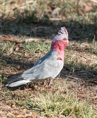 Galah