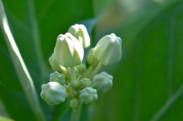 Fototapeta premium CROWN FLOWER CALOTROPIS GIANTEA