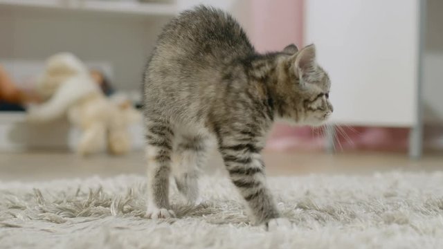 Scared Black Striped Kitten Arches His Back and Hisses. Shot on RED EPIC-W 8K Helium Cinema Camera.