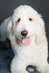 white poodle mix dog with tongue showing