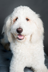 white poodle mix dog indoors