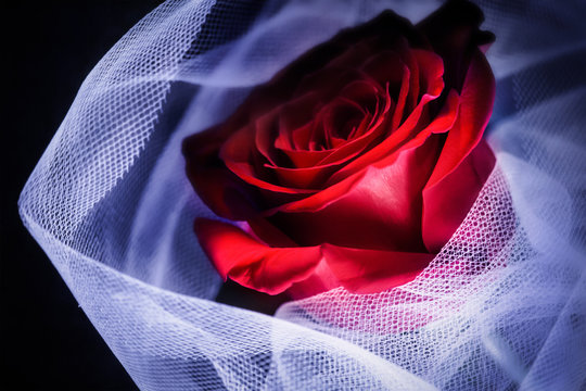 single red rose on a dark dramatic background