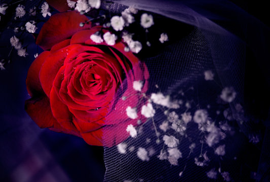 single red rose on a dark dramatic background